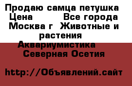 Продаю самца петушка › Цена ­ 700 - Все города, Москва г. Животные и растения » Аквариумистика   . Северная Осетия
